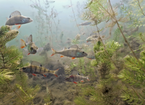 Perch swimming in a river