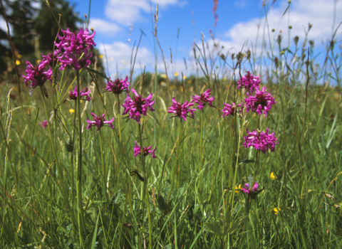 Cloatley Meadows