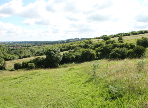 Clouts Wood