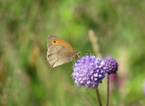 A butterfly on devils-bit scabious