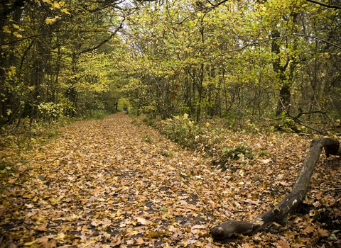 Green Lane Wood