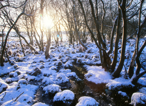 Landford Bog