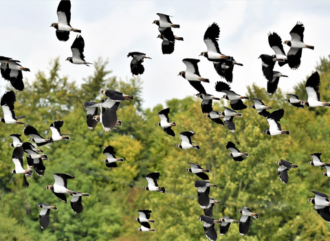 Lapwings in flight