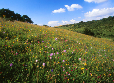 Middleton Down