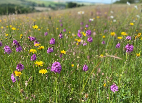 Pyramidal orchids