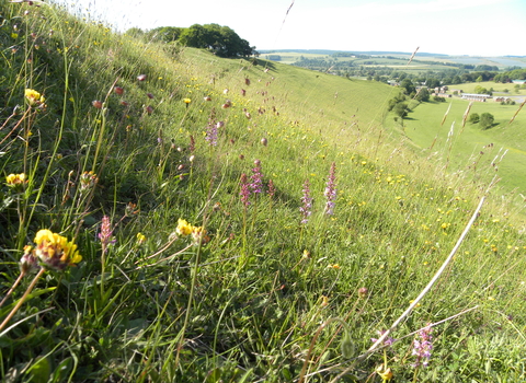 Orchids at Dunscombe Bottom