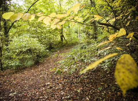 Peppercombe Wood