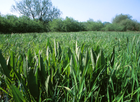 Ramsbury Meadow