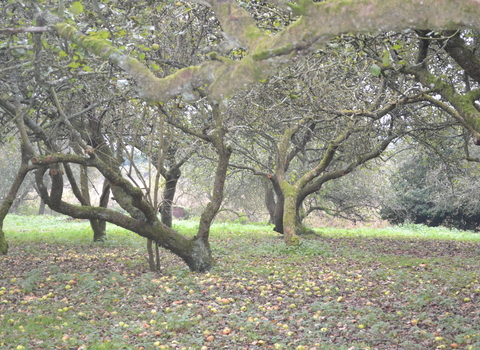 Devizes and Roundway Orchard