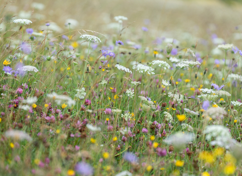 Morgans Hill meadow