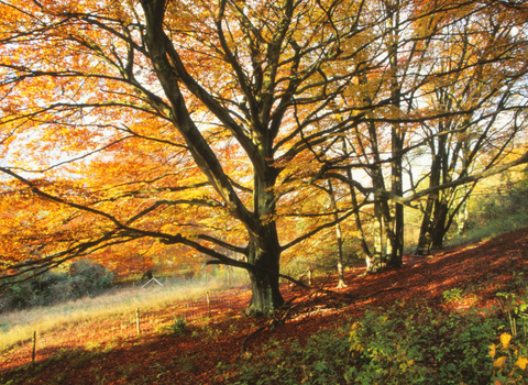 The Devenish in autumn