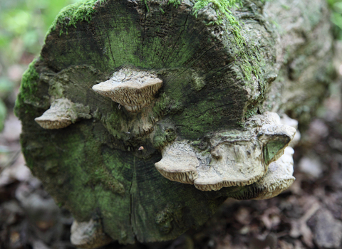 Fungi at The Firs