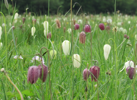 Snakeshead fritillaries at Upper Waterhay