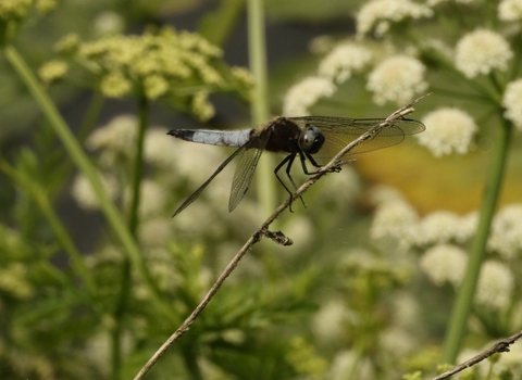 Dragonfly at Widbrook Wood