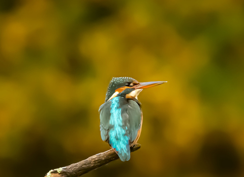 Kingfisher