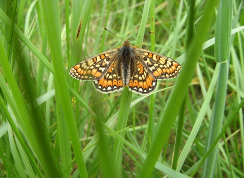 Marsh fritillary