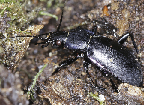 A violet ground beetle, identified by the purple sheen to its smoothly dimpled elytra