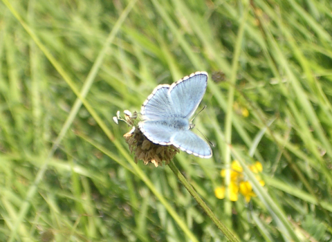 Adonis Blue butterfly