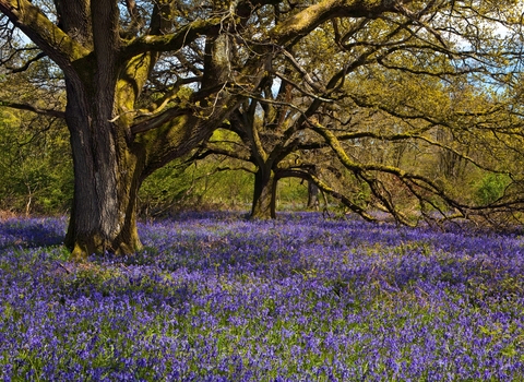Bluebells in a wood