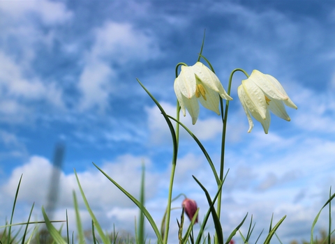 Snakeshead fritillaries