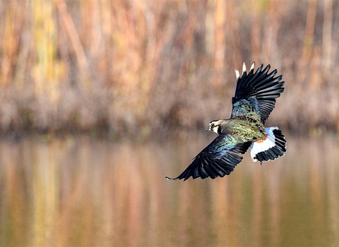 Lapwing flying to land on lake 
