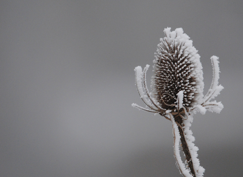 Teasel in frost