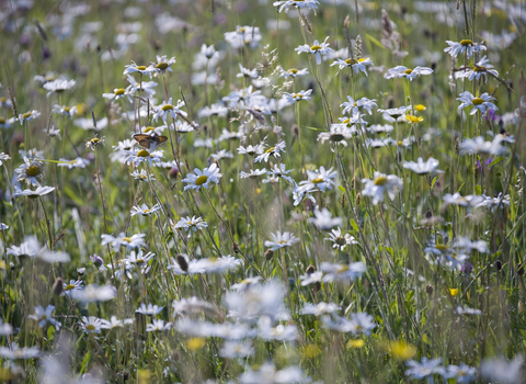 Blue wildflowers with butterfly in the centre