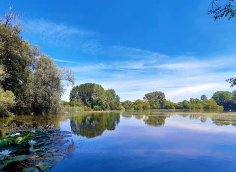 View over lake with trees in background, water lilies in foreground; very blue sky