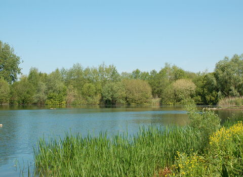 View across lake to trees in background with reeds in foreground