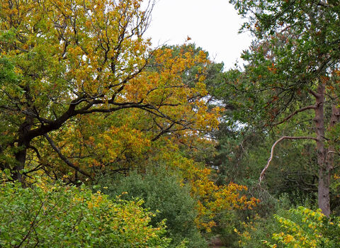 Trees with green and orange canopies overhanging grassy ride.