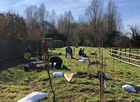People planting trees in local park