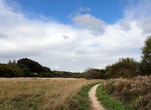 Path through field with green and brown grass, cloudy blue sky overhead