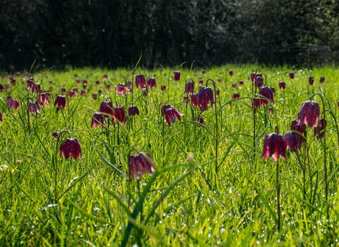 Purple snakeshead fritillaries in the grass