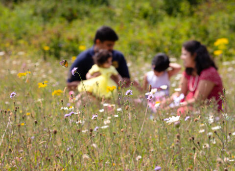 Parents with their two young children sat in a flower-filled meadow. The flowers in the foreground are in focus, with the family in soft focus behind