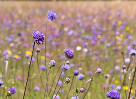 Purple devil's bit scabious with flower-rich meadow blurred in the background