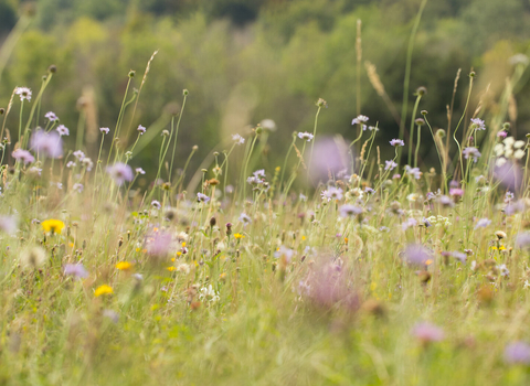 Meadow