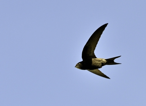 Swift in flight