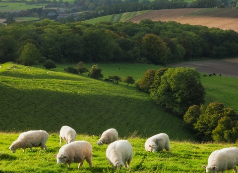 Sheep in the countryside