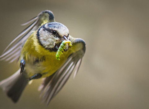 Photo of a blue tit in flight