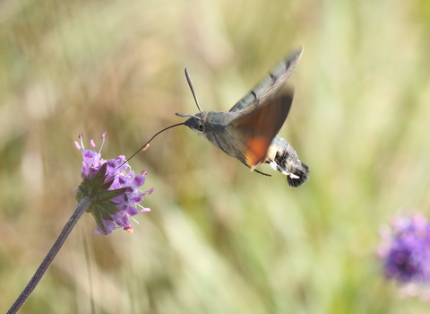 Hawk moth