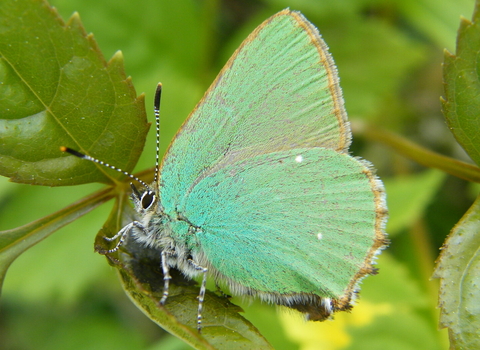 Photo of a Green Hairstreak