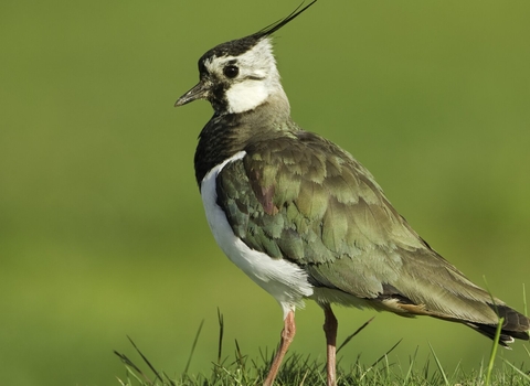 Lapwing