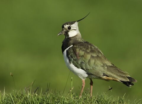 Image of a lapwing