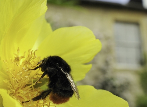 Red tailed bumblebee on a yellow tree peony