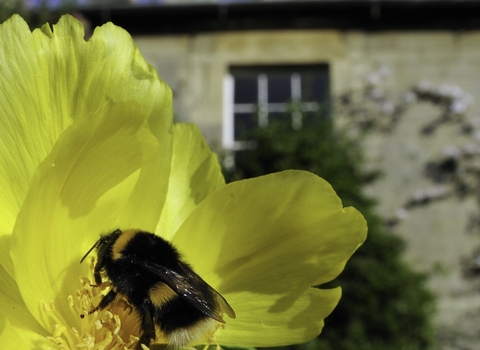 A bumblebee on a yellow tree peony in a garden