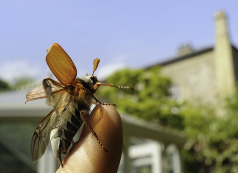 Common cockchafer