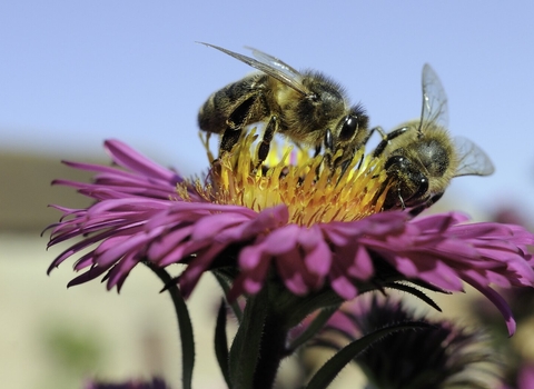 Honey bees on pink aster