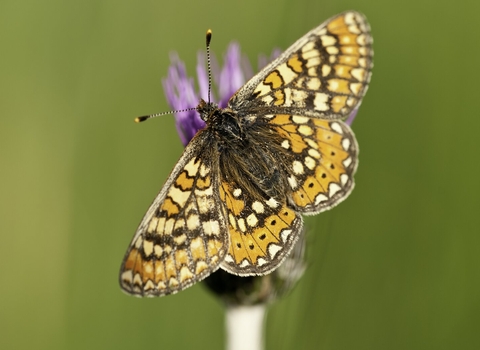 Marsh fritillary butterfly