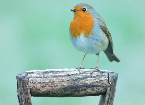 Robin in a garden