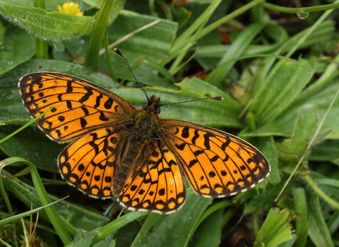 Pearl bordered fritillary